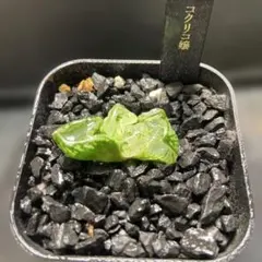 C*-様 ハオルチア　コクリコ嬢