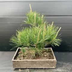 鉢植えのままでも楽しめて、盆栽仕立てにも向きます。」アカマツの苗木 鉢植えのままでも楽しめて、盆栽仕立てにも向きます。」アカマツの苗木