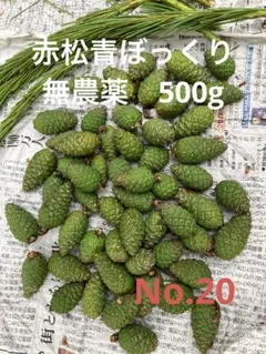 限定商品！】一点のみ！！！富山県産 無農薬五葉松青ぼっくり8個