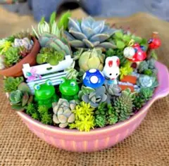 2026年最新】そのまま飾れる多肉植物 寄せ植えの人気アイテム - メルカリ