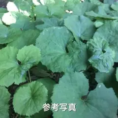 JOY様 リクエスト 4点 まとめ商品