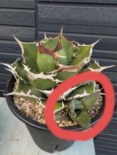 ひ*ん様 【特価】アガベ 阿修羅 子株 抜き苗 agave ashuraのサムネイル