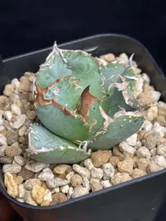 2026年最新】アガベ ブツブツの人気アイテム - メルカリ