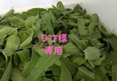 りさ様専用 ドライ葉 レモンユーカリR7③