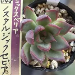 ミックスベリア【ホットワイン】葉挿し苗 おらいさん - メルカリ