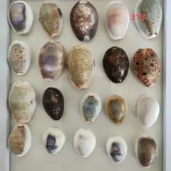 Item thumbnail for item 77c66fe9-dd19-427a-bd63-66af39b9a865