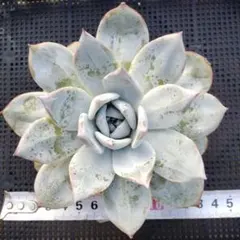 アリエル錦 多肉植物 - メルカリ