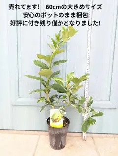 璃の香レモン 新3年生 苗木 登録品種 ポット入り - メルカリ