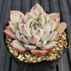 あきな様 リクエスト 2点 まとめ商品