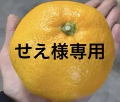 有田みかん　純宝丸　訳あり柑橘 10㎏入り
