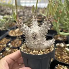 クマクマ様 リクエスト 2点 まとめ商品