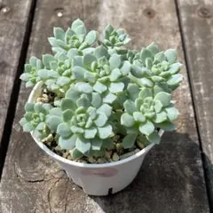 さくらんぼ様 リクエスト 3点 まとめ商品 速達発送！