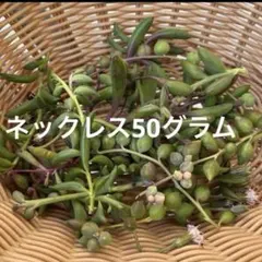 多肉植物　ネックレス系50グラム　カット苗セット