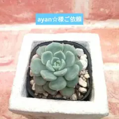 ayan☆様ご依頼分 雪りんご他 多肉 エケベリア メデルさん