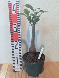 【takaotta様専用】バオバブ 国内実生