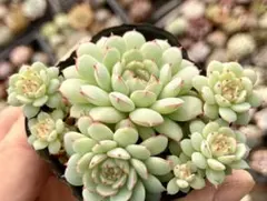 りんれん様 リクエスト 5点 まとめ商品