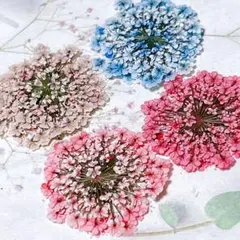 押し花素材＊レースフラワー　大サイズ10