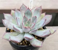 NT様 リクエスト 3点 まとめ商品