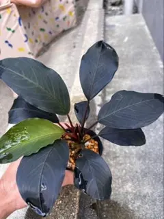 ★Bucephalandra motleyana / Padawan 極広葉のサムネイル