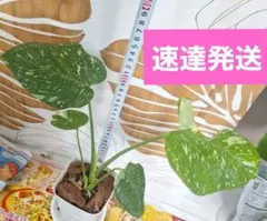 タイムセール❗速達発送‼️モンステラ 　デリシオーサ　 タイコンステレーションのサムネイル