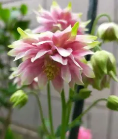 なあ様 リクエスト 4点 まとめ商品