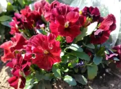 花の種　フリル咲きパンジー 深紅 ボルドー　シェルブリエのサムネイル