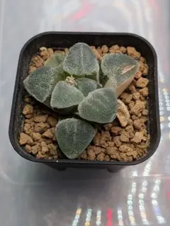 アリオカルプス カリフラワー 実生 抜き苗 検）コピアポア 黒王丸 葵大