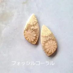 フォッシルコーラル　１ペア