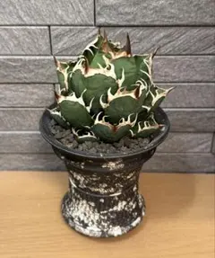 2026年最新】レッドキャットウィーズルの人気アイテム - メルカリ