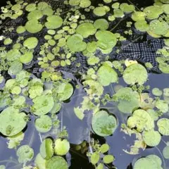 しんいち様 リクエスト 2点 まとめ商品