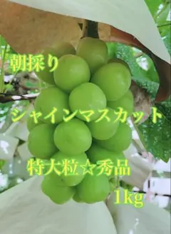 ㊳【訳あり予約】長野県産クイーンセブン1kg【メルカリ便】シャイン