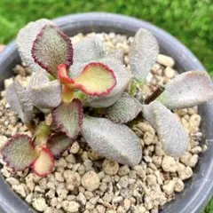 アドロミスクス　原種苗　60種類以上セット　速達 アドロミスクス 原種苗 60種類以上セット 速達