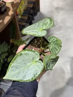 Homalomena sp. 