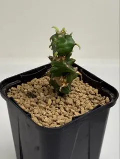 2025年最新】ムランジーナの人気アイテム - メルカリ