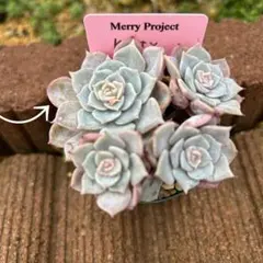 琴姫様 リクエスト 2点 まとめ商品