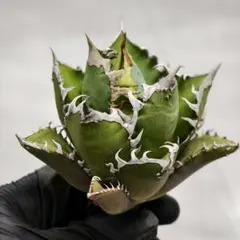 2025年最新】アガベ金剛の人気アイテム - メルカリ