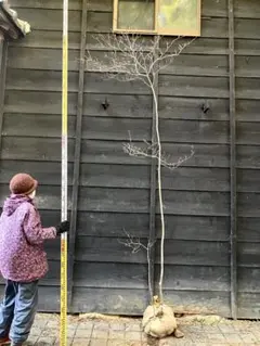 2026年最新】山採り ツツジの人気アイテム - メルカリ