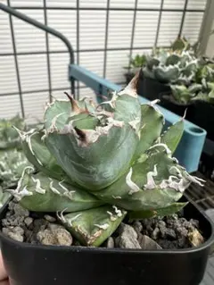 アガベ オバティフォリア MOBY HIDDEN AGAVE オルカ キラー 2025年最新