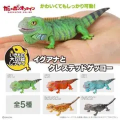 2025年最新】イグアナの人気アイテム - メルカリ