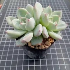 2025年最新】ラウリンゼの人気アイテム - メルカリ