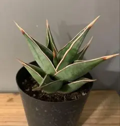 2025年最新】サンスベリア 希少の人気アイテム - メルカリ