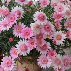 マリリンまり子様 リクエスト 2点 まとめ商品