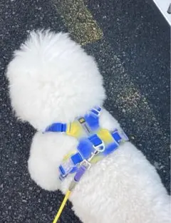 新品　犬用品　ハーネス　青色 黄色　Mサイズ　小型犬中型犬のサムネイル