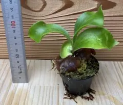 なべべ様 リクエスト 2点 まとめ商品