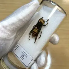 昆虫サンプル　コガタスズメバチ　80匹　in アルコール35％ 昆虫サンプル コガタスズメバチ 80匹 in アルコール35％