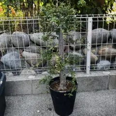 値段交渉可 金のなる木 110センチ大きめのクラッスラ属 観葉植物 紫色