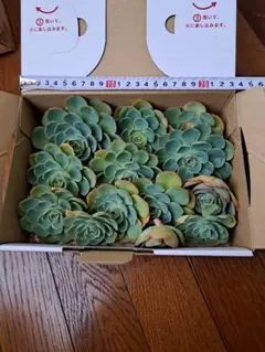 （鉢ごと）まとめて！エケベリア 七福神 Imbricata 抜き苗発送　七福神丼 backend=imagemagick;version=1;