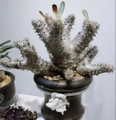 2026年最新】デンシカウレの人気アイテム - メルカリ