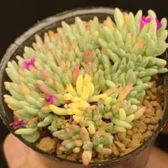 アッキー様 リクエスト 2点 まとめ商品