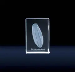 Item thumbnail for item e5288d89-3ad8-4096-9c8c-1ac786dbbb4b